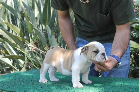 Lindo Filhote De Bulldog Inglês Macho 1