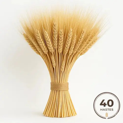 40 Hastes de Trigo Natural Seco Desidratado Para Decoração