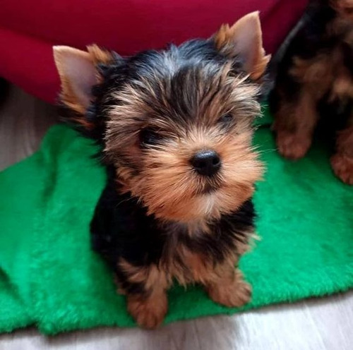 Cachorros Yorkie Yorkshire Perros Medellin Bogota Yorky Dog