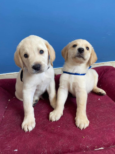 Cachorros Labrador