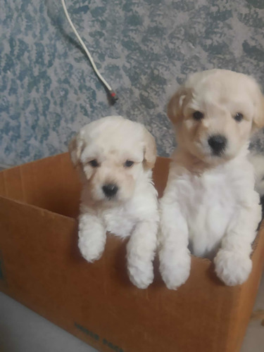 Poodle Toy Branco Com Pedigree E Microchip