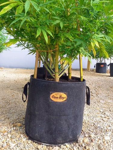 Imagen 8 de 10 de Maceta Geotextil Grande Profesional Reforzada 60l Esponjosa