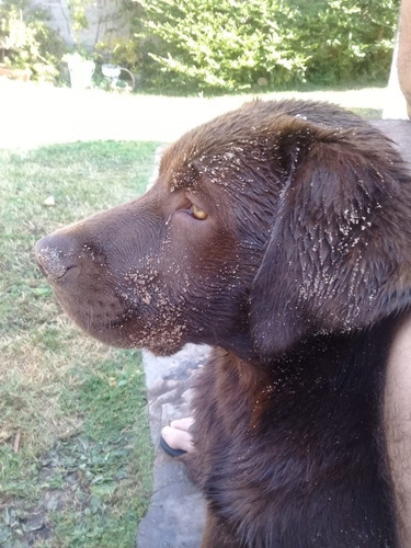 Imagen 1 de 5 de Labrador Para Monta En Maldonado