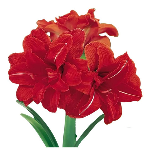 Bulbos De Flores Açucena Vermelha 01 Unidade | Parcelamento sem juros