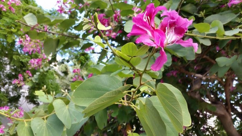 Pezuña De Vaca, Bauhinia Variegata, Árbol Orquidea