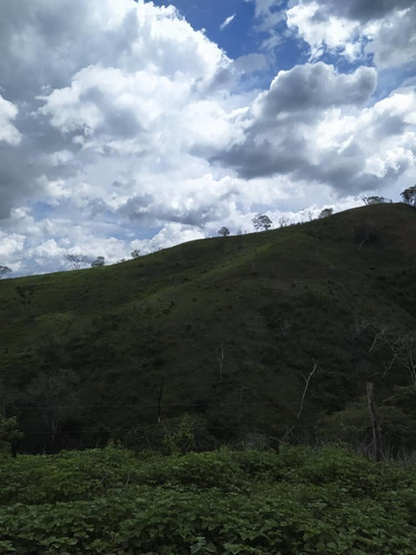 Imagen 13 de 20 de Finca Ganadera En Yaracuy Nirgua Productiva