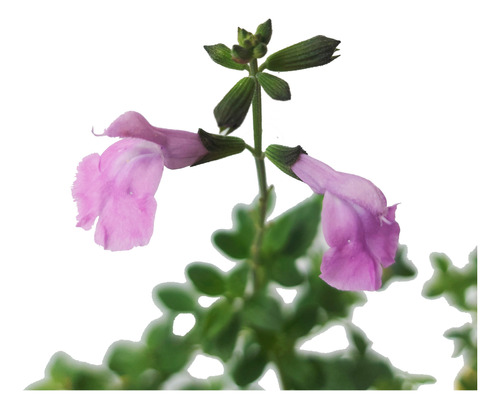 Planta Salvia Greggii 3l Flor Lila Rosa Greenonline Vivero