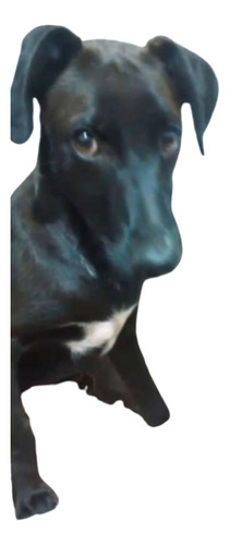 Cachorro Tomi, 5 Meses De Ternurita Total, Medianito, Un Sol