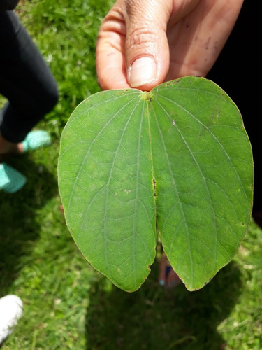 500 Gr Hojas Secas Pata De Vaca Bauhinia Spp 