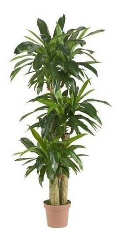 Casi Natural 57in. Tallo De Maiz Dracaena Planta De Seda (t.