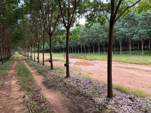 Imagem 12 de 12 de Encantador Sítio Próximo À Amparo, São Paulo. - St00218 - 70717751