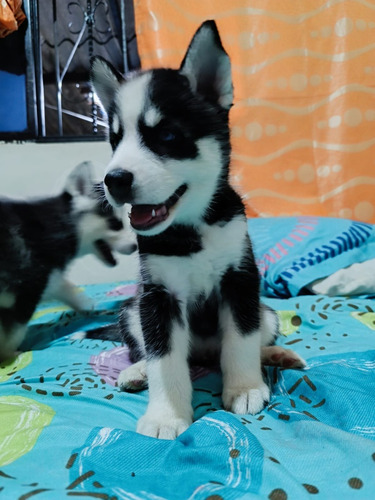 Perros Lobos Siberianos