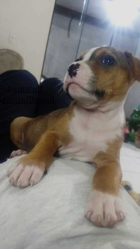 Imagem 3 de 8 de Filhotes De Pitbul Amstaff