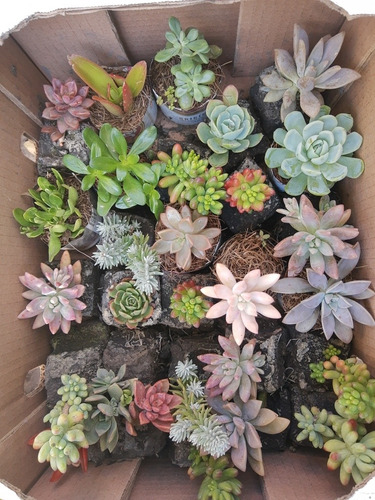 Imagen 2 de 10 de Suculentas Y Cactus 30pz. Más Costo De Envío.