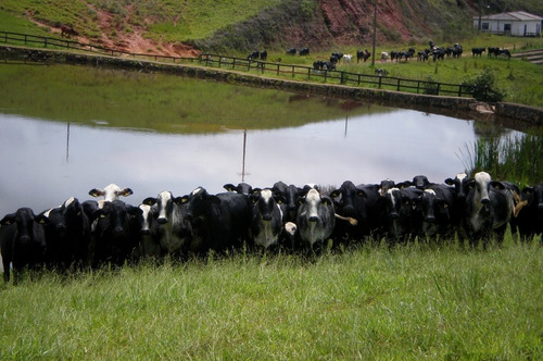 Fazenda A Venda No Sul De Minas Com 470 Ha - Bcp93
