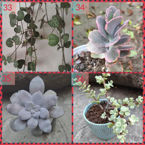 Suculentas Y Cactus Barinas