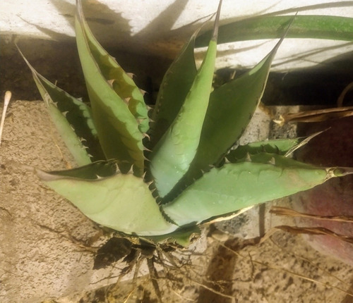 Agave Del Desierto O Agave Deserti