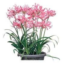 Comprar Bulbos De Nerine Bowdeni T14+ (x1 Bulbo) Bulbos De Holanda