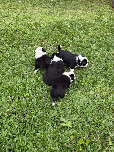 Cachorros Border Collie