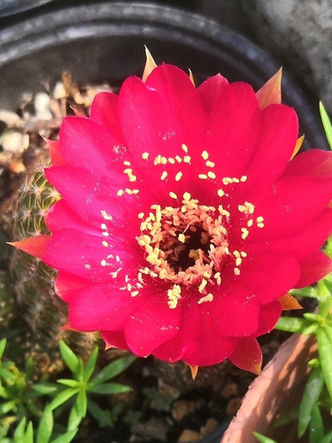 Lobivia Arachnacantha Roja 