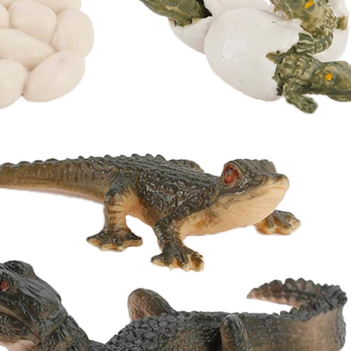 2 X Ciclo De Vida Animal Modelo Cocodrilo Niños Preescolar I