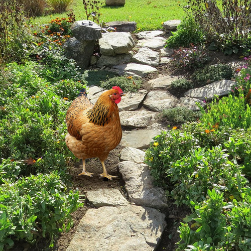 Estaca Decorativa Para Jardín De Pollo, 31,5 Cm X 17,4 Cm