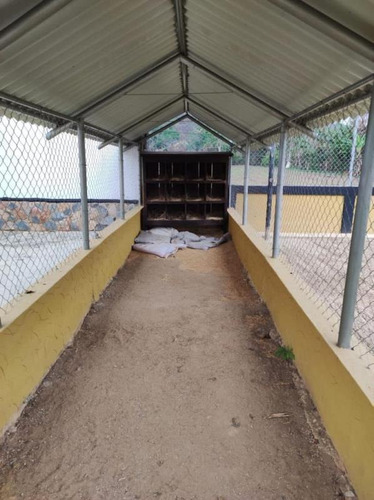 Imagen 15 de 24 de Rosaura Cortez Vende Finca Agroindustrial En Bejuma Reyes Arriba