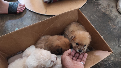 Cachorros Maltipoo 