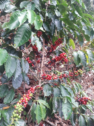 Se Vende Finca Cafetera En El Tolima