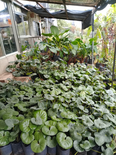 Boina De Vasco Excelentes Ejemplares
