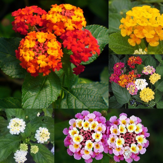 Mini Lantana Flor | MercadoLivre 📦