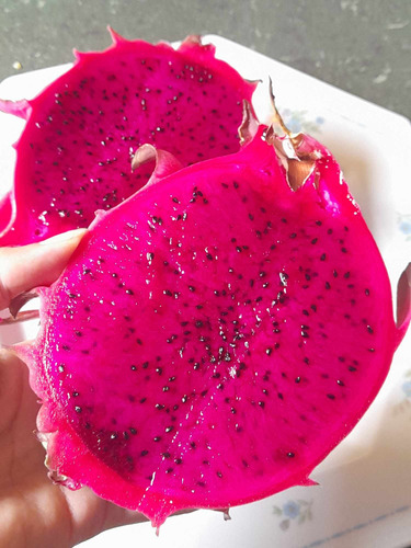 1 Esqueje De Pitahaya