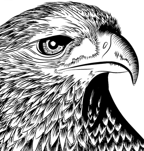 Imagem 7 de 9 de Animais Silvestres Fantásticos Reino Animal 3 Livro Colorir