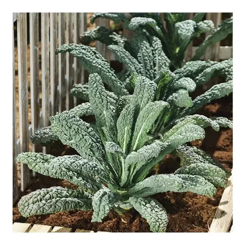 Semillas De Kale Dinosaurio X 10 Unid.