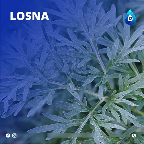 Extrato Vegetal Composto De Losna 100% Natural | 20 Ml