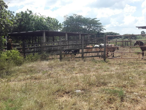 Imagen 12 de 30 de Se Vende Finca Agropecuaria De 300 Hectareas En Guarico Altagracia De Orituco Att-120