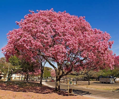 Lapacho Rosado De 2,50 M.  Envios A Todo El País