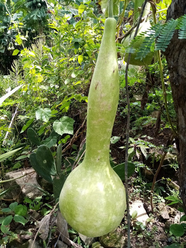 Guaje Sonajero Bule Peregrino Gigante 30 Semillas