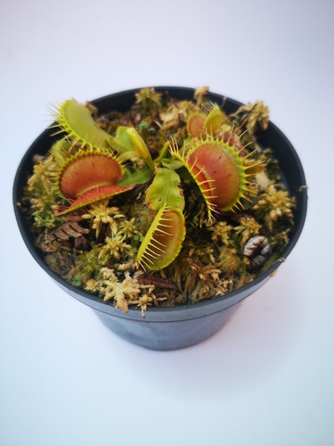 Planta Carnívora Venus Atrapamoscas Dionaea Muscipula B52