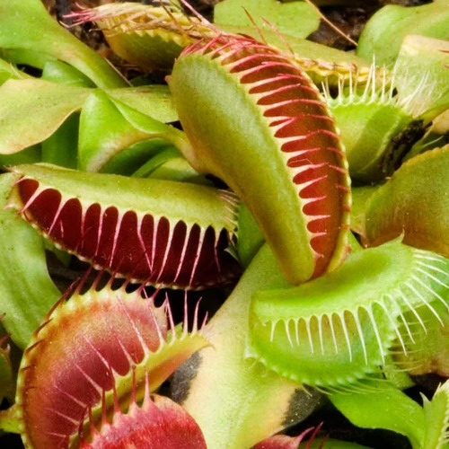 Imagen 5 de 5 de Plantas Carnívoras, Venus Atrapamoscas, Solo Entrega Cdmx
