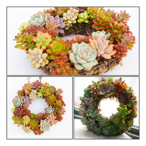 Maceta De Hierro Para Plantas Suculentas
