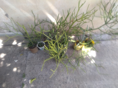 Euphorbia Tirucalli 5 Plantas $19000 Y C/u $5000