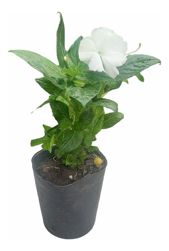 Imagen 1 de 6 de Planta Alegria Guineana Color Blanco Moron Raices Arcoiris