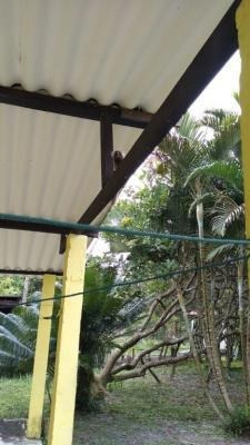 Imagem 8 de 14 de Chácara Com Suíte E Árvores Frutíferas Em Itanhaém Litoral