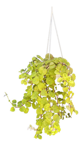 Planta Colgante Del Dinero