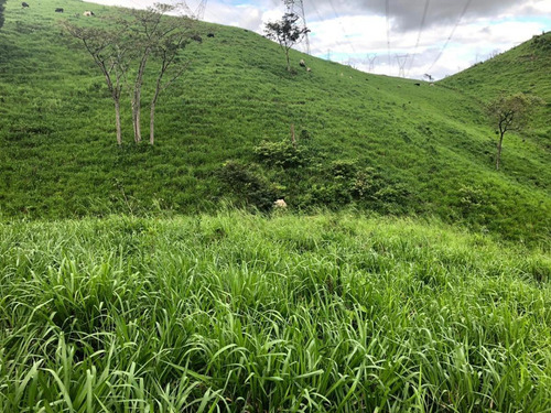Imagem 4 de 15 de Fazenda Para Venda Em São Benedito Do Sul, Zona Rural - In - 006_1-2014337