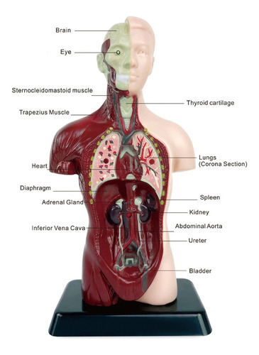 Modelo Corporal Do Torso Humano, Anatomia Anatômica Interna