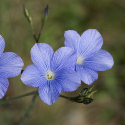 50 Semillas Lino Azul - Planta Perenne - Huerta Premium