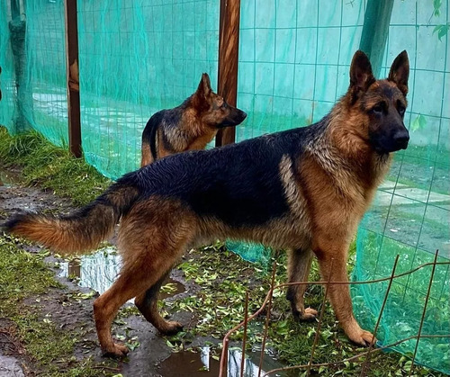 Perritos Policía Puros Gran Descendientes