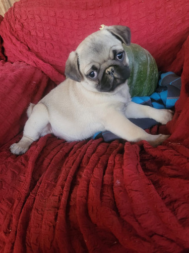 Hermosa Hembra Pug De Padres Pequeños